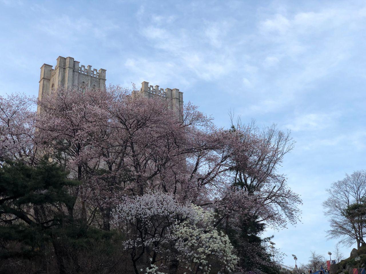 Take a walk on Kyung Hee campus with European architecture and cherry blossoms